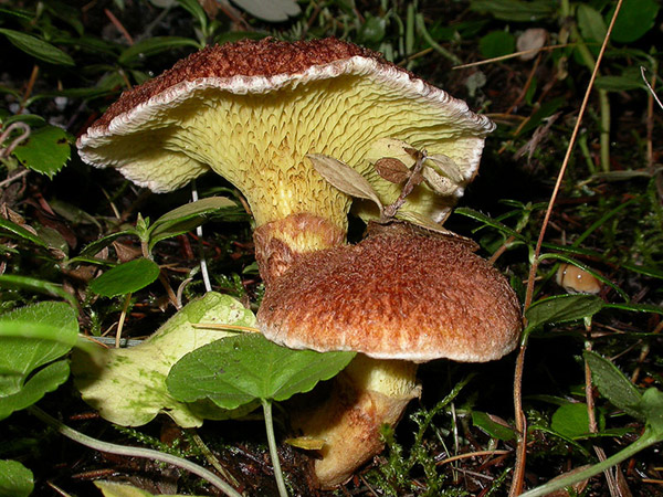 Suillus cavipes